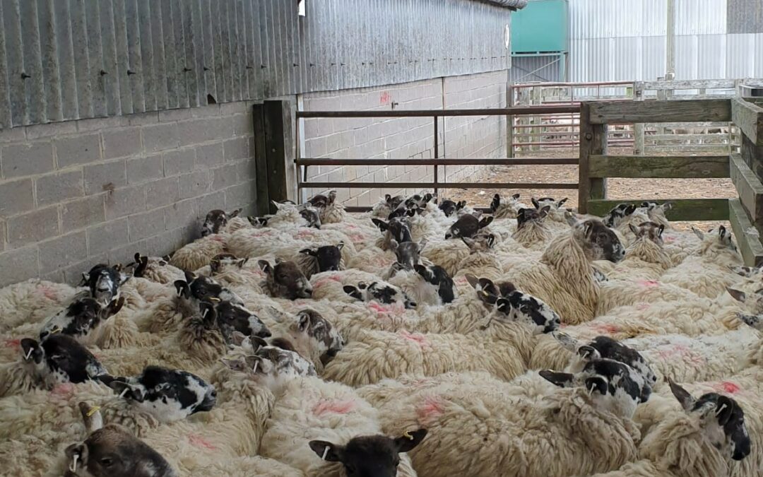 Kelso Ram Sales 2021