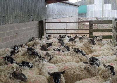 Kelso Ram Sales 2021